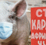 Памятка для населения «мероприятия по профилактике африканской чумы свиней» - Вохомский район